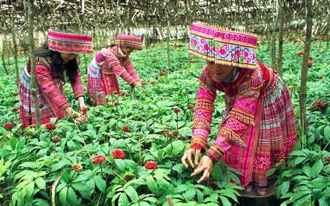 三七，文山三七